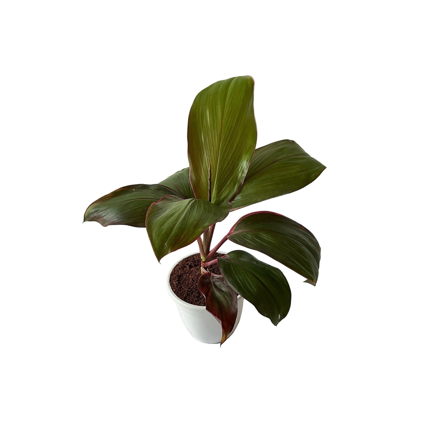 Dracaena red ruby plant (Rozia plant) in 4 inch any design pot