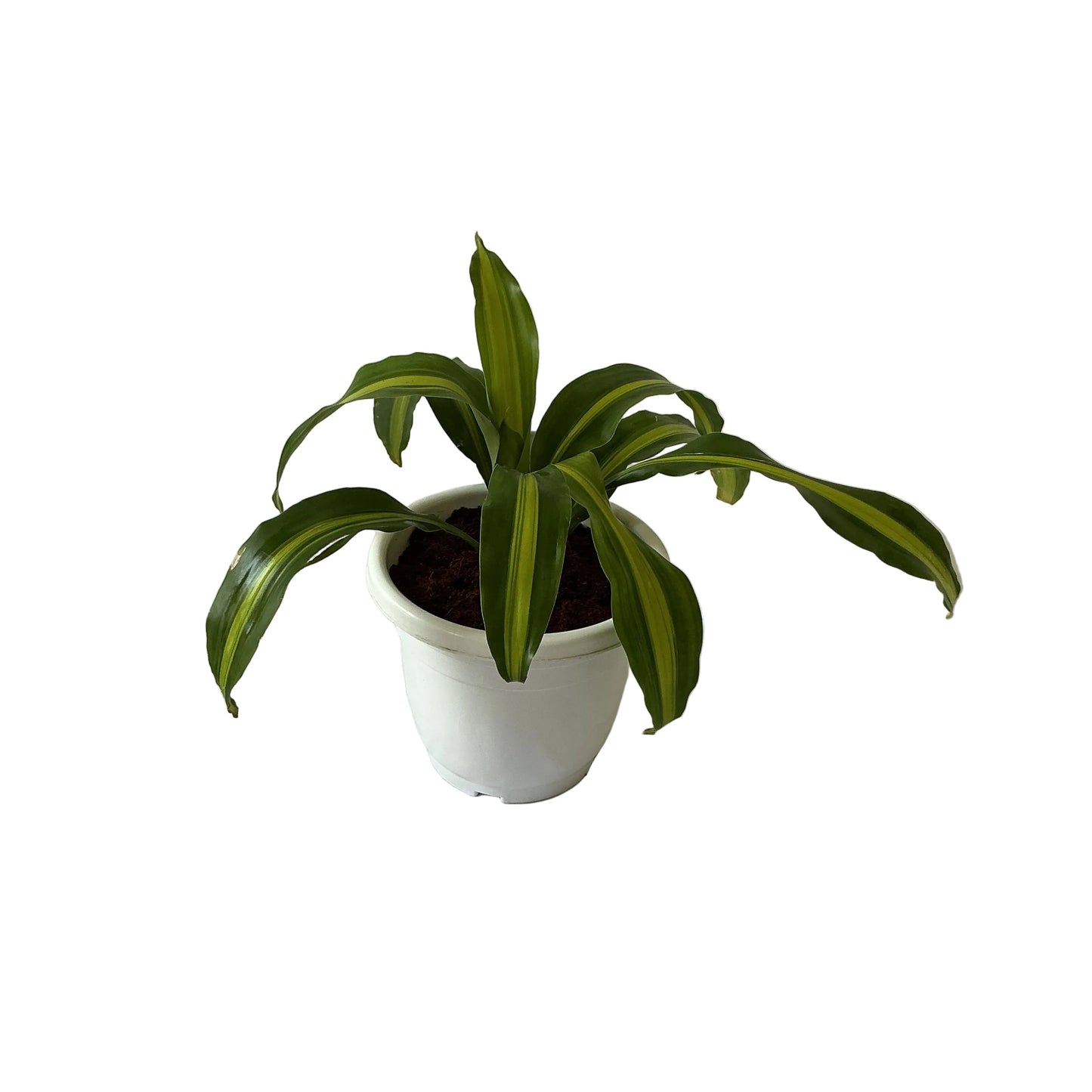 Dracaena Massenger Victoria Plant In 10 Inch White Classic Pot