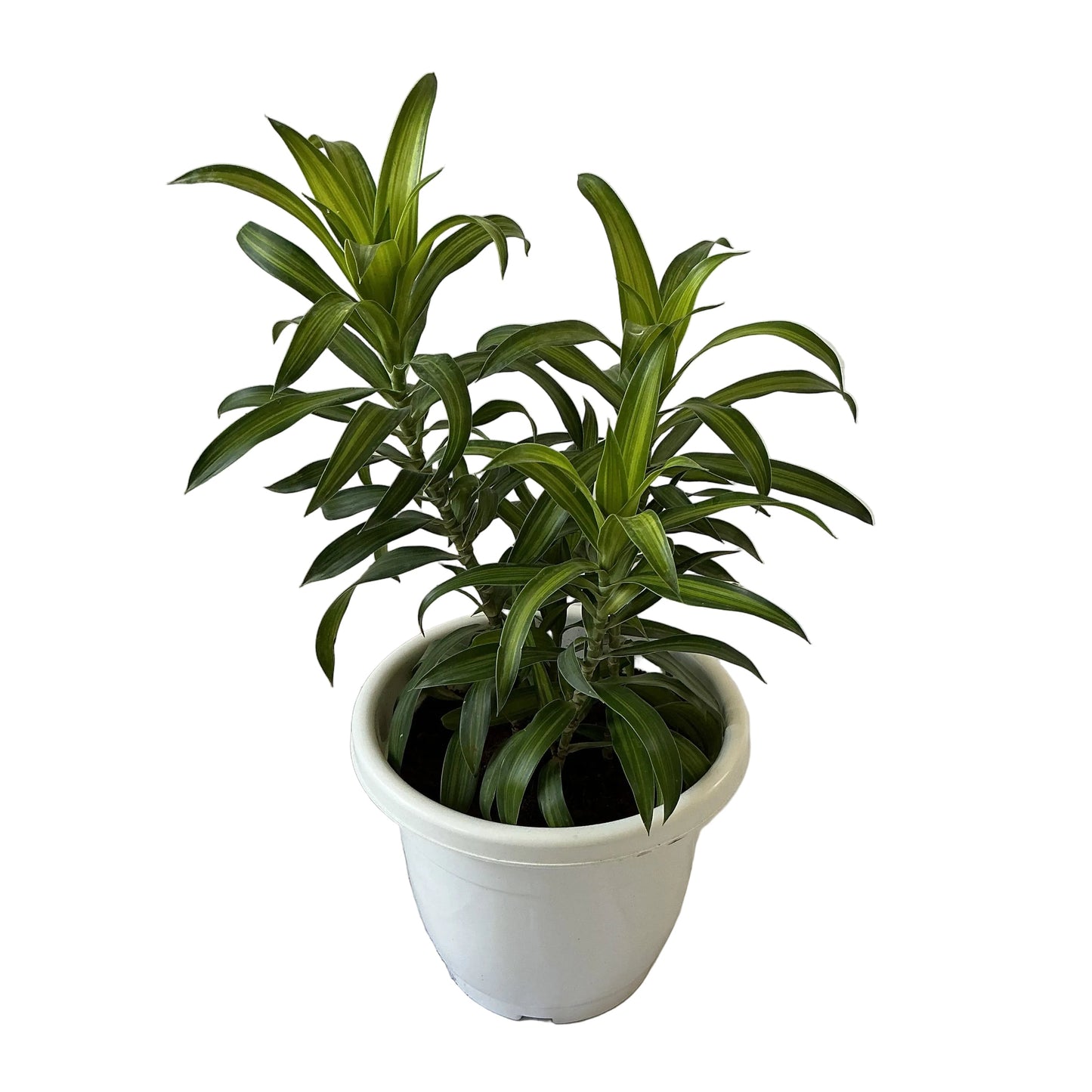 Dracaena Messenger Plant In 10 Inch White Classic Pot