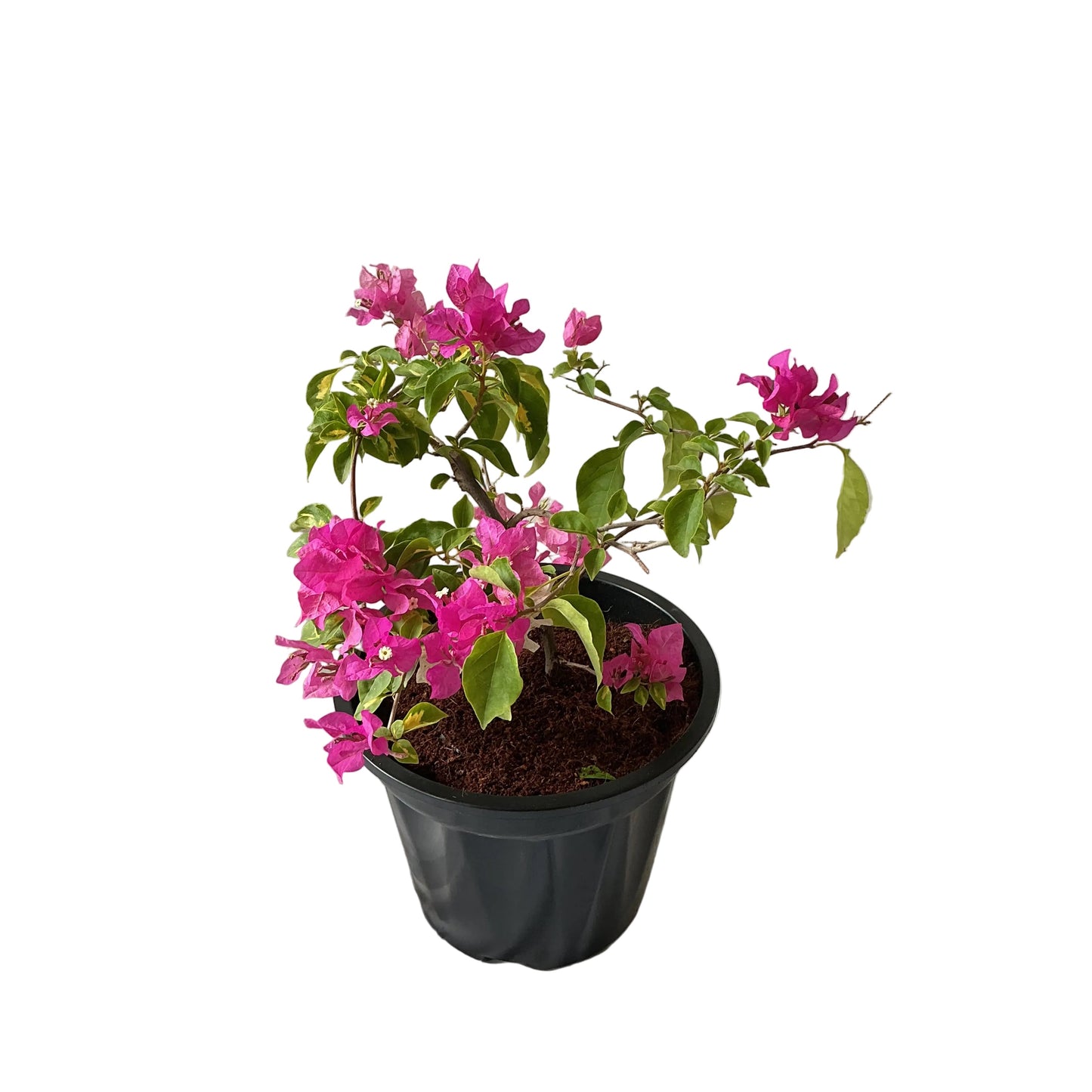 Baganvelliya Flower Plant In 10 Inch Black Nursery Pot
