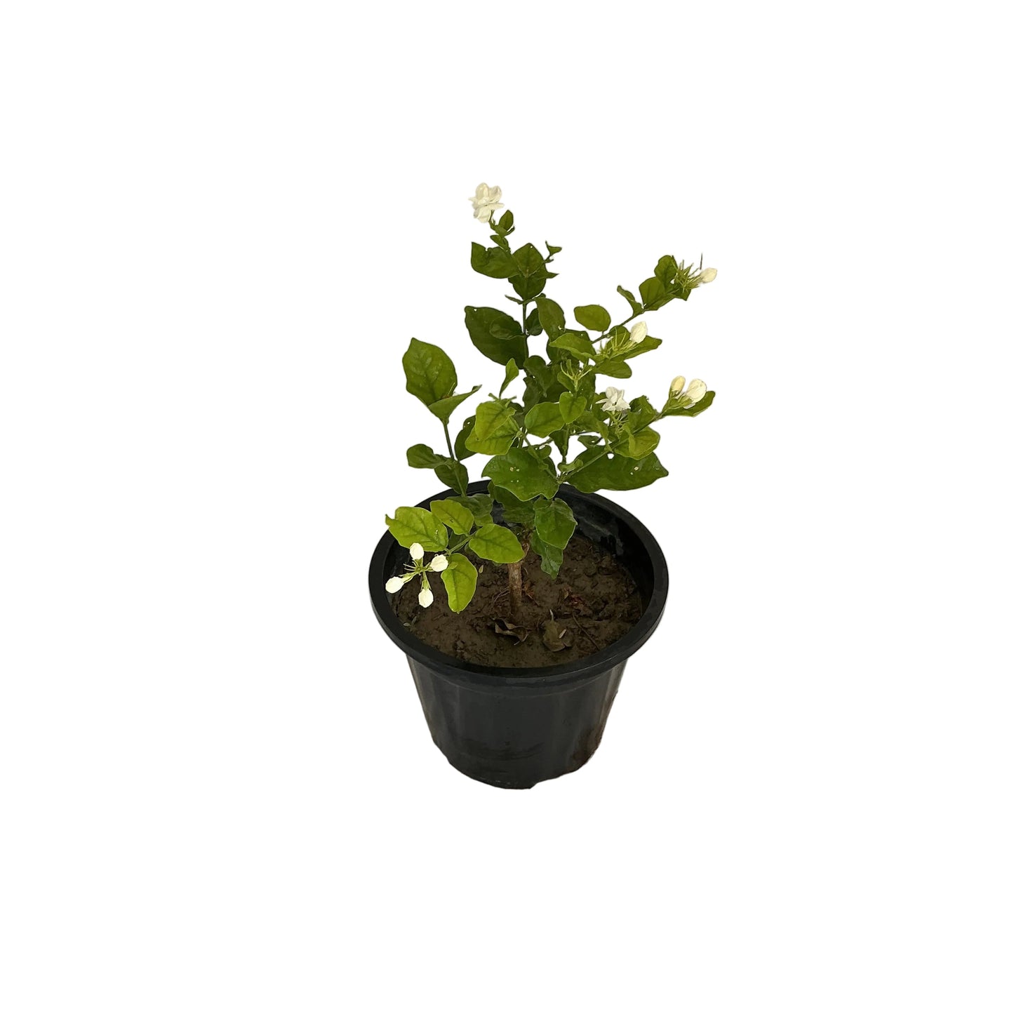 Mogra Plant (jasmine Plant) In 8 Inch Black Nursery Pot