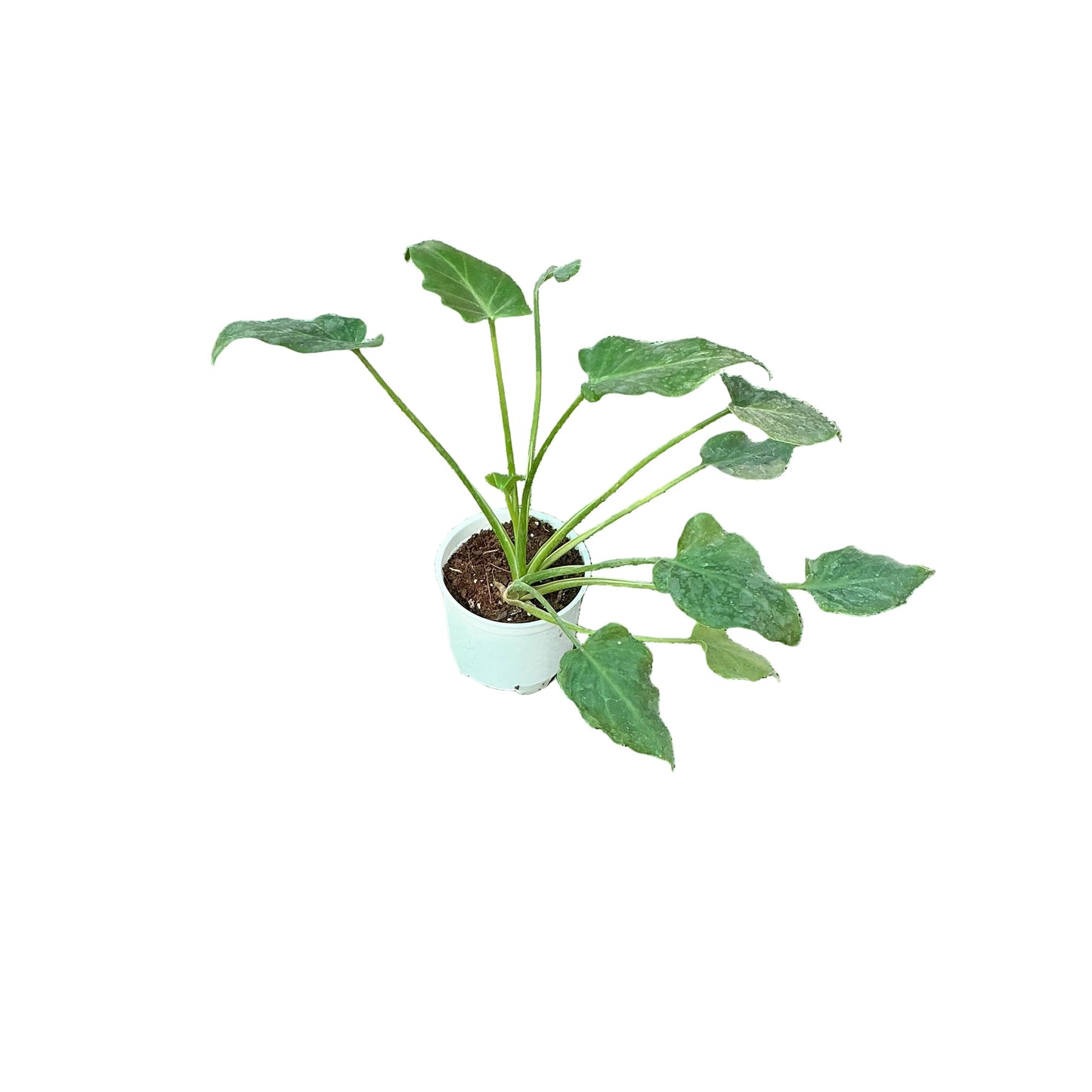 Philodendron Xanadu Plant In 4 Inch Nursery Pot