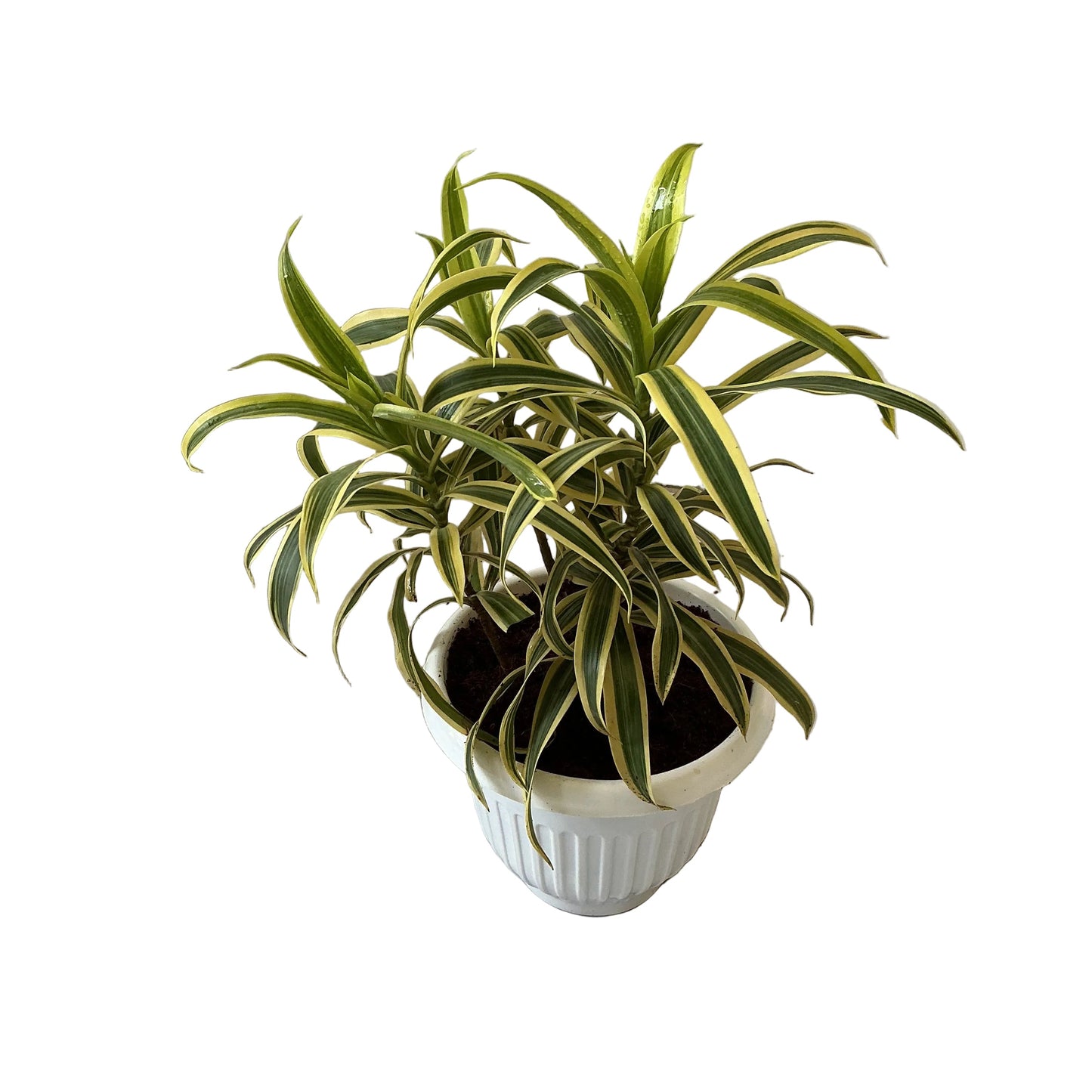 Song of India In 8 Inch White Olive Pot