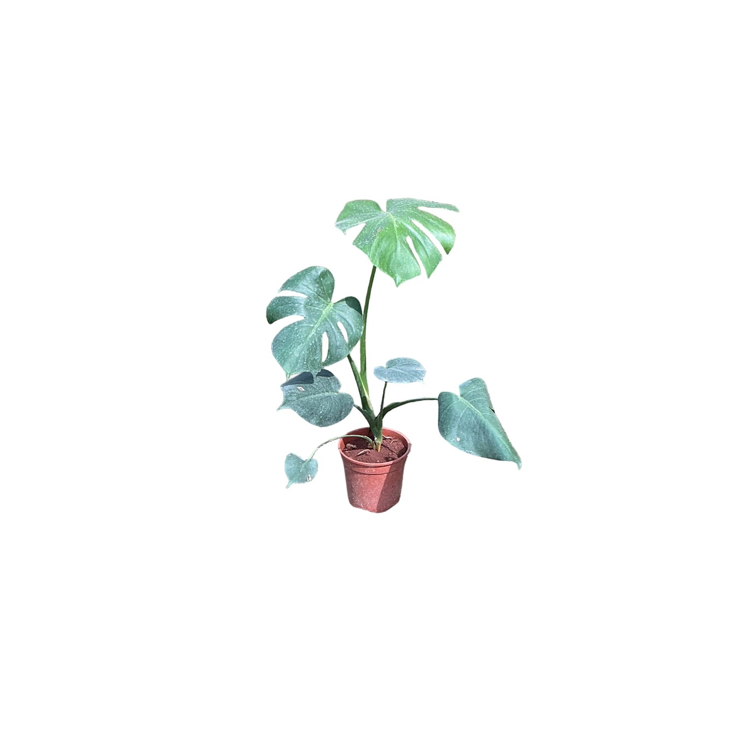 Monstera Plant In 6 Inch Nursery Pot.