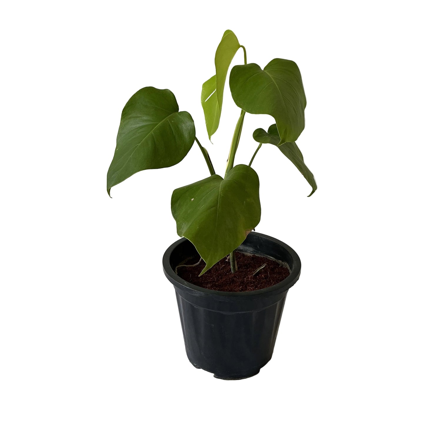 Monestra Plant In 10 Inch Black Nursery Pot