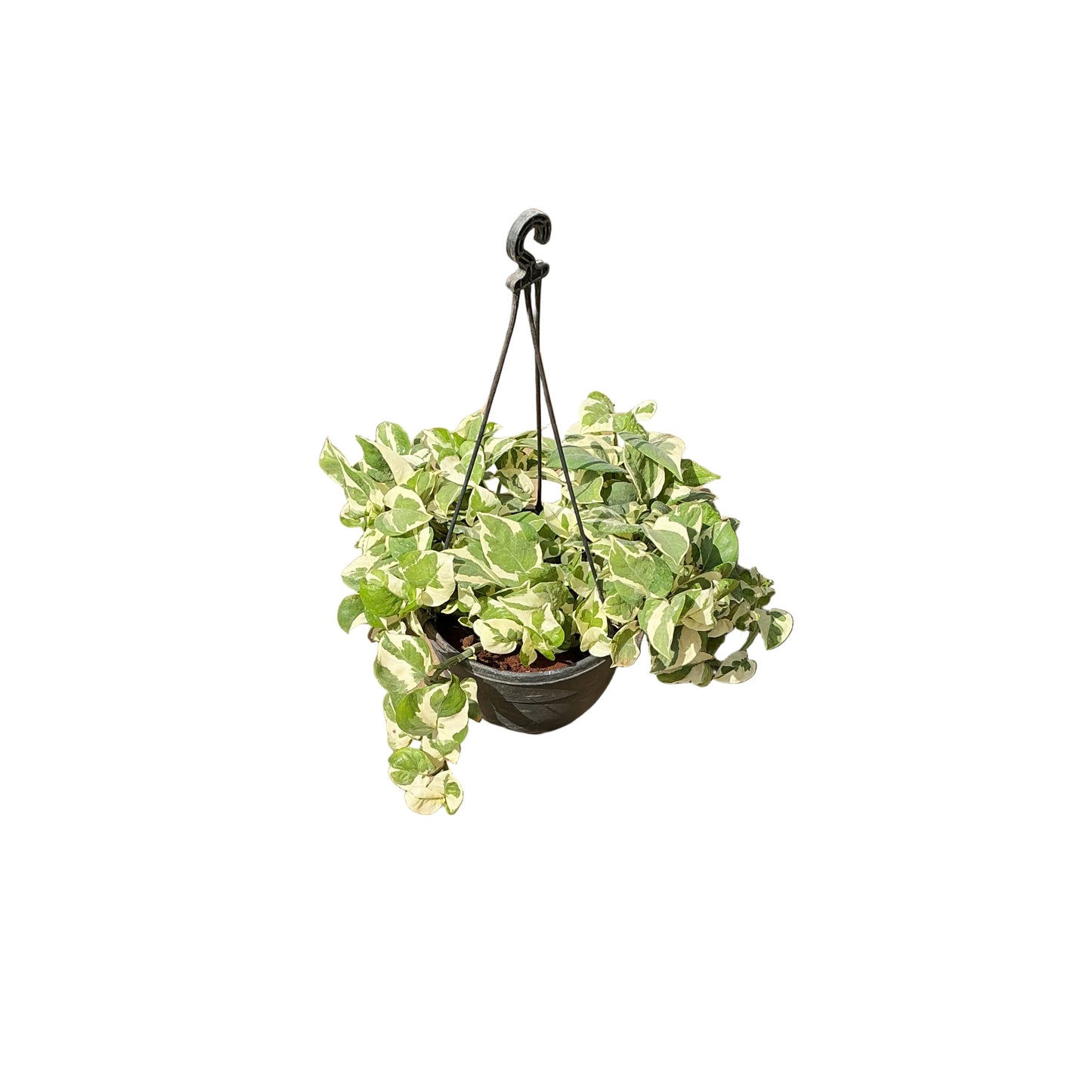 Marble Verigated Money Plant Hanging Basket In 7 Inch pot