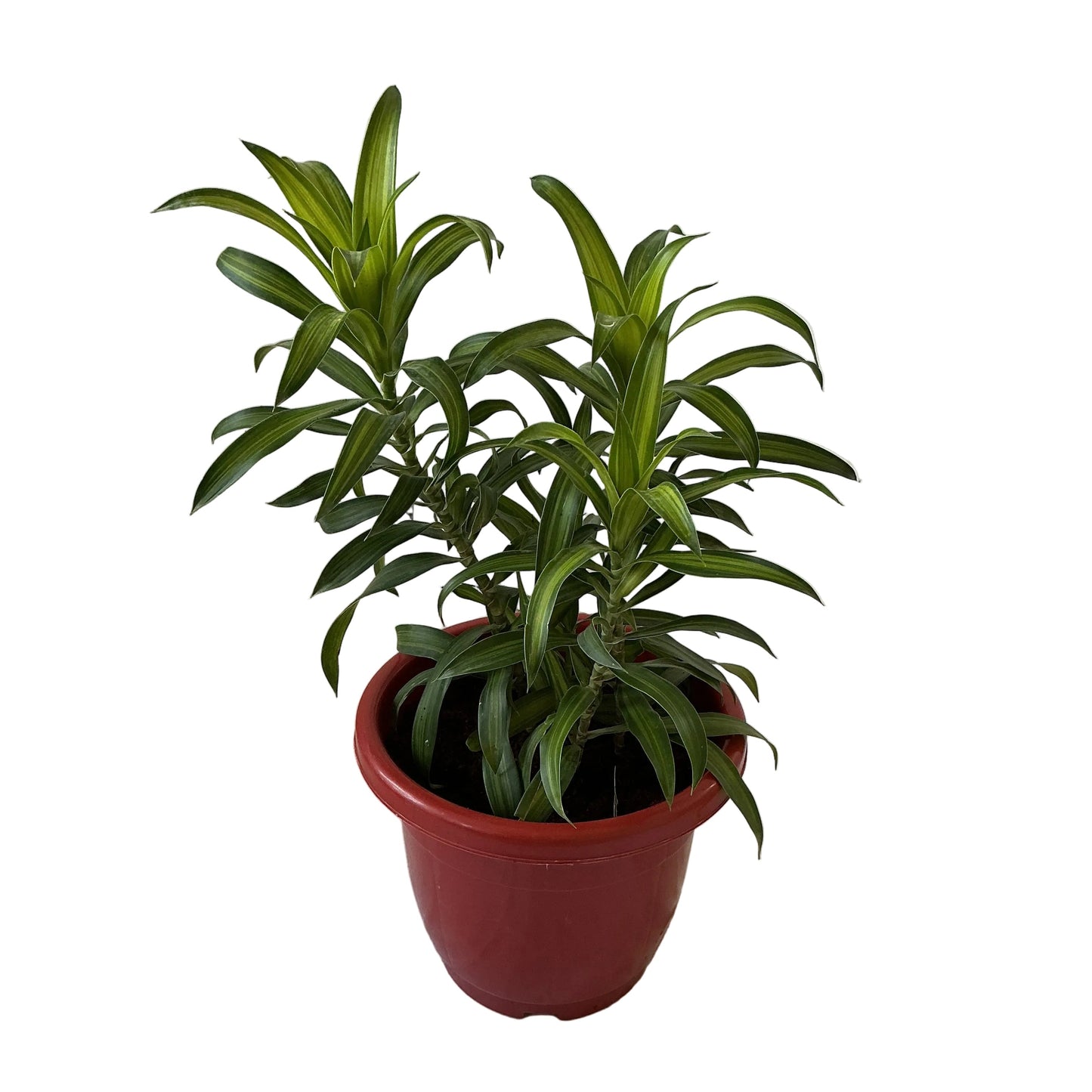 Dracaena Messenger Plant In 10 Inch Red Classic Pot