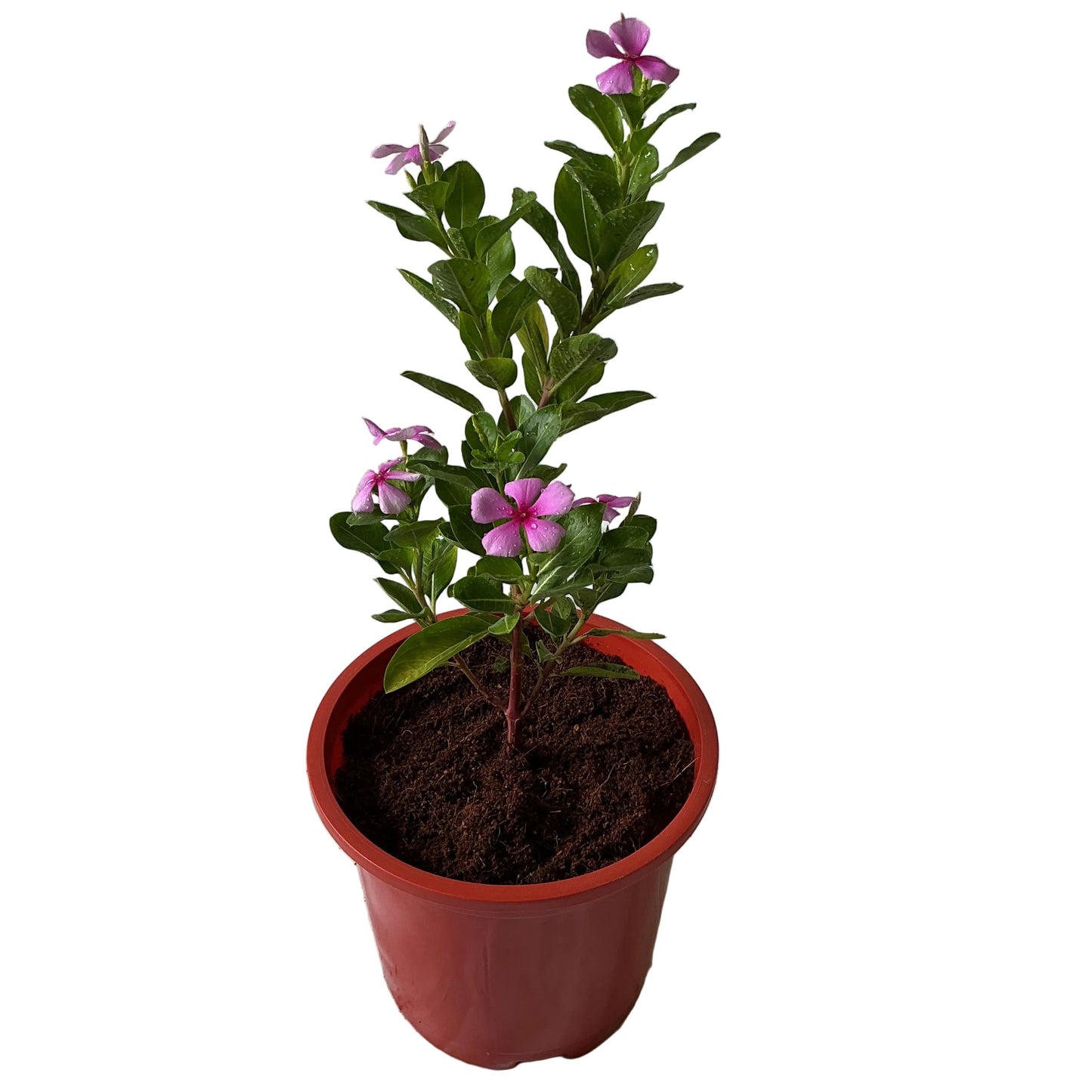 Sadabahar Flower Plant In 8 Inch Red Nursery Pot