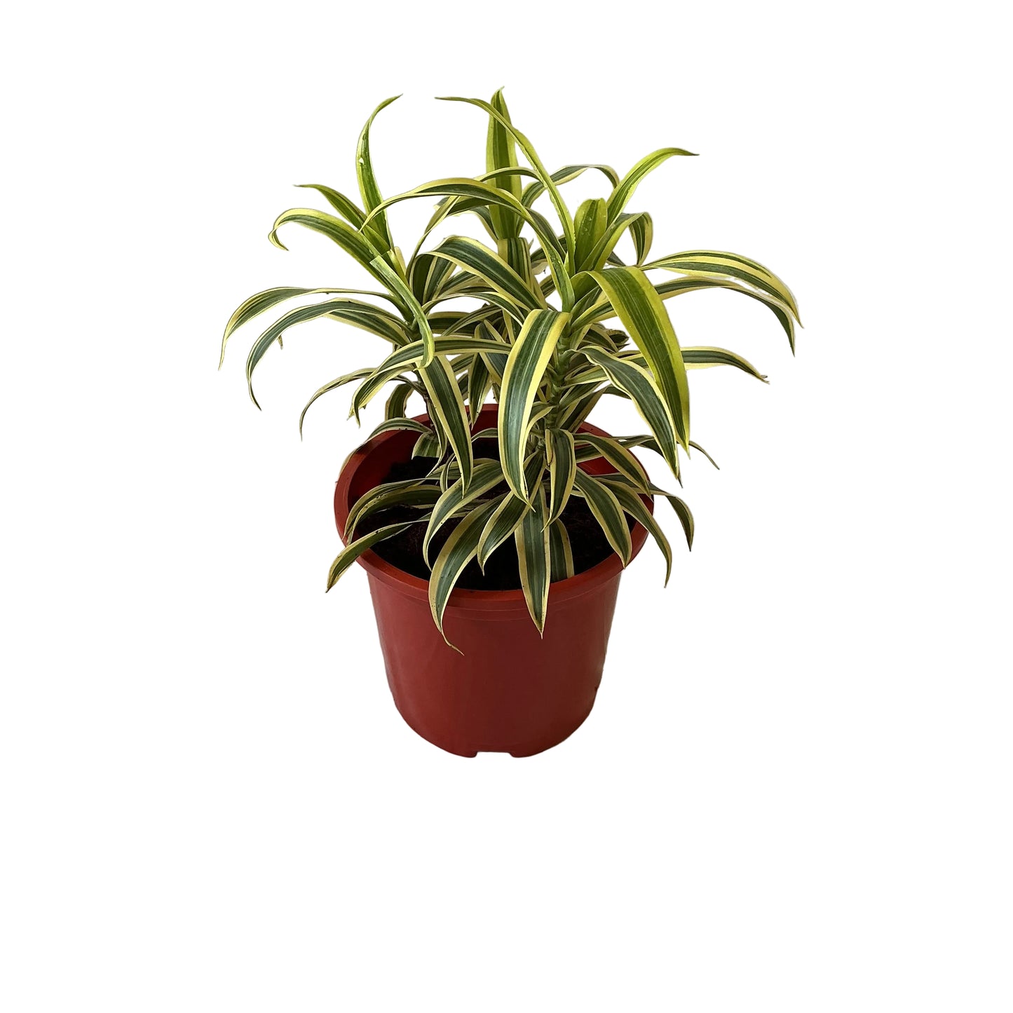 Song Of India Plant In 8 Inch Red Nursery Pot