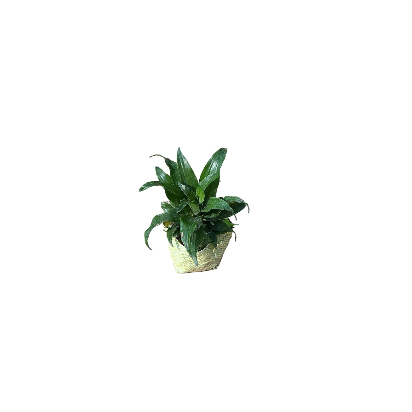 Dracaena compacta Plant In 4 Inch Bag