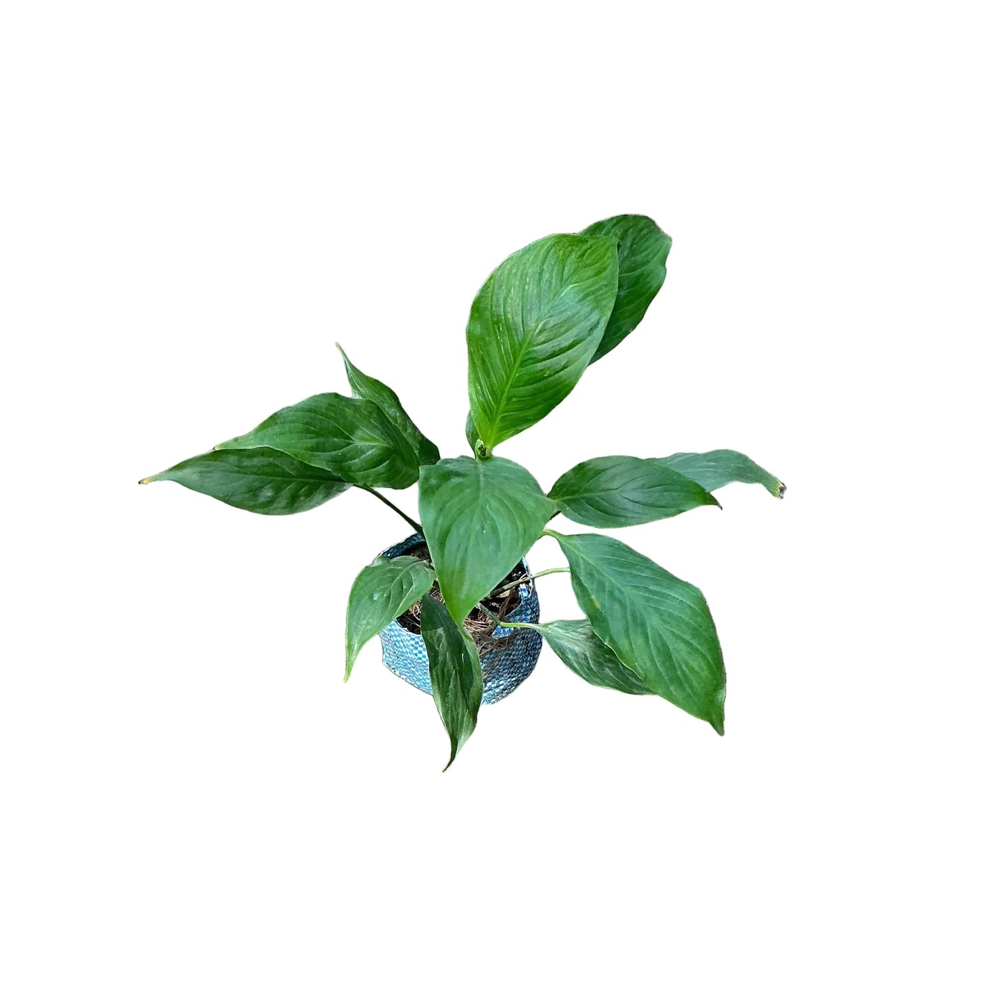 Peace Lily Plant In 4 Inch Bag