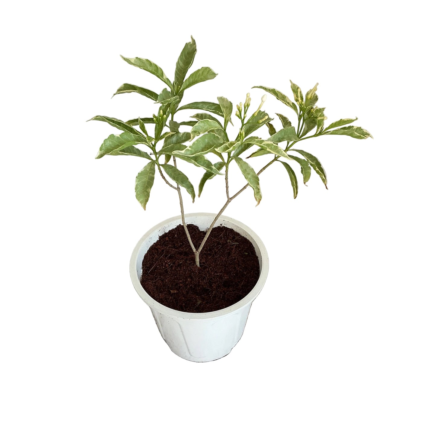 Chandni verigated flower plant in 8 inch white nursery pot