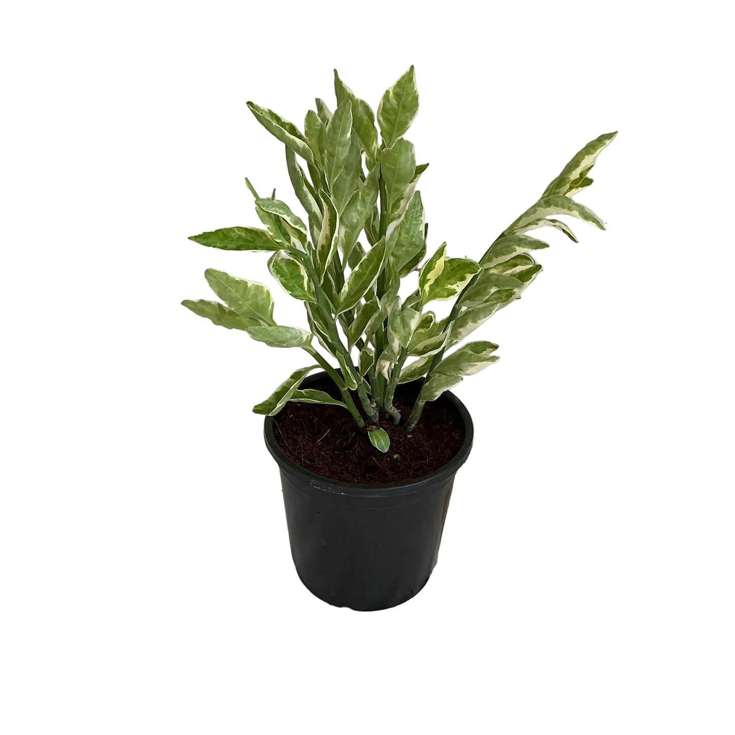 Pedilanthus Verigated Plant in 6 inch black nursery pot