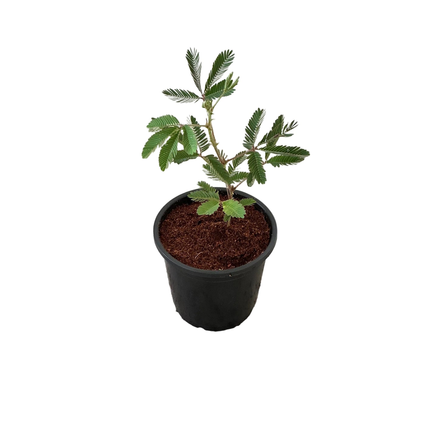 Touch me not plant/chui mui plant In 6 Inch Nursery Pot