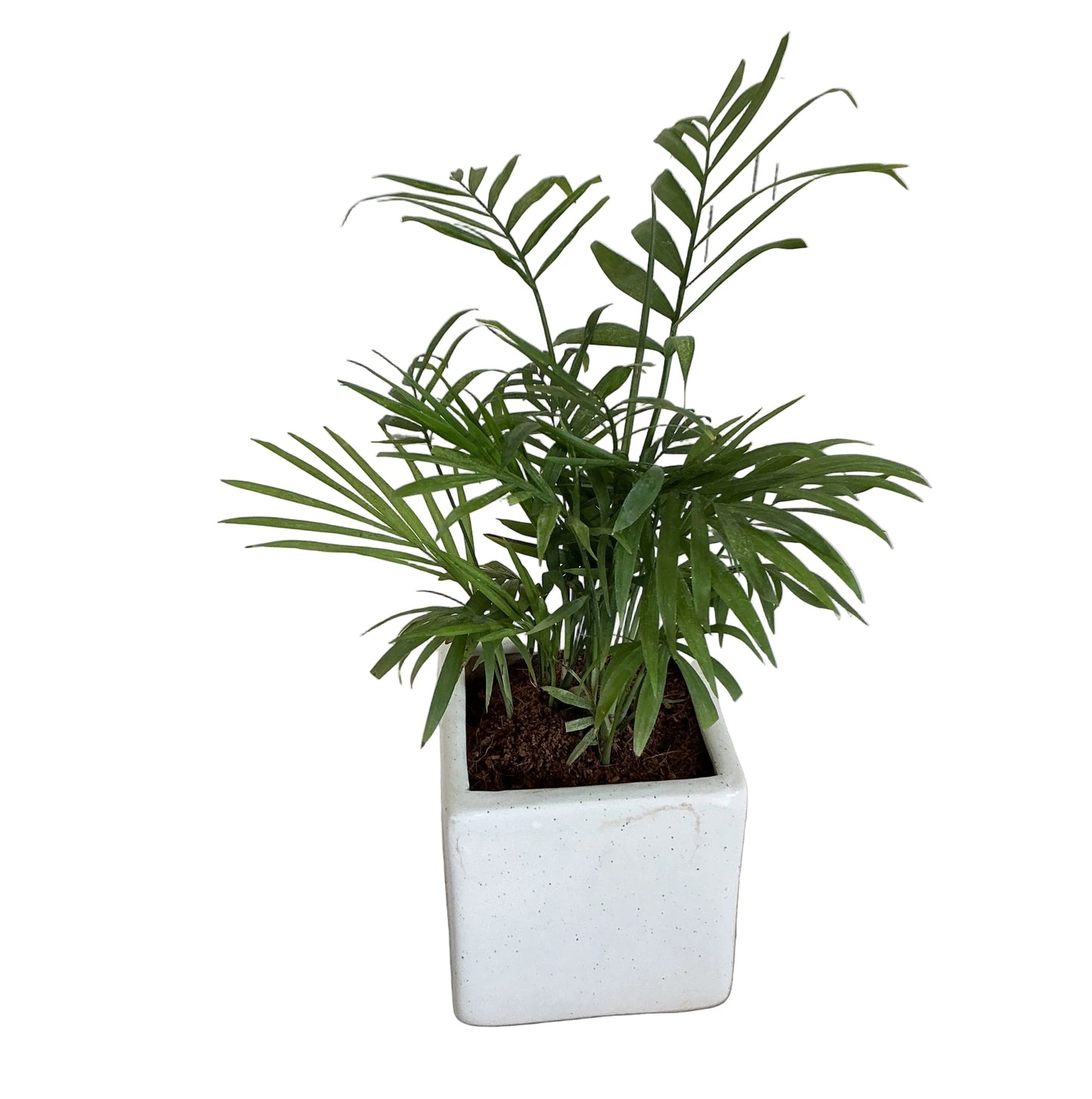 Chamaedorea plant in 4 inch ceramic pot any design