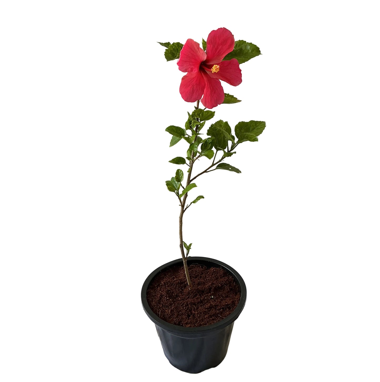 Hibiscus Gudhal Plant In 8 Inch Black Nursery Pot