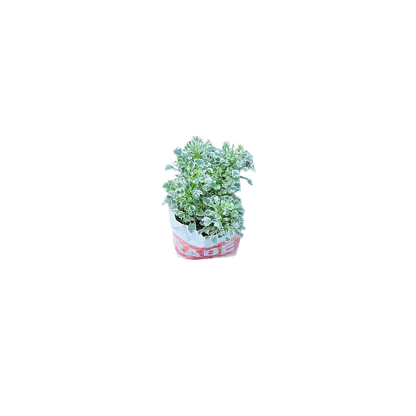 Mini Aralia Verigated Plant In 4 Inch Bag