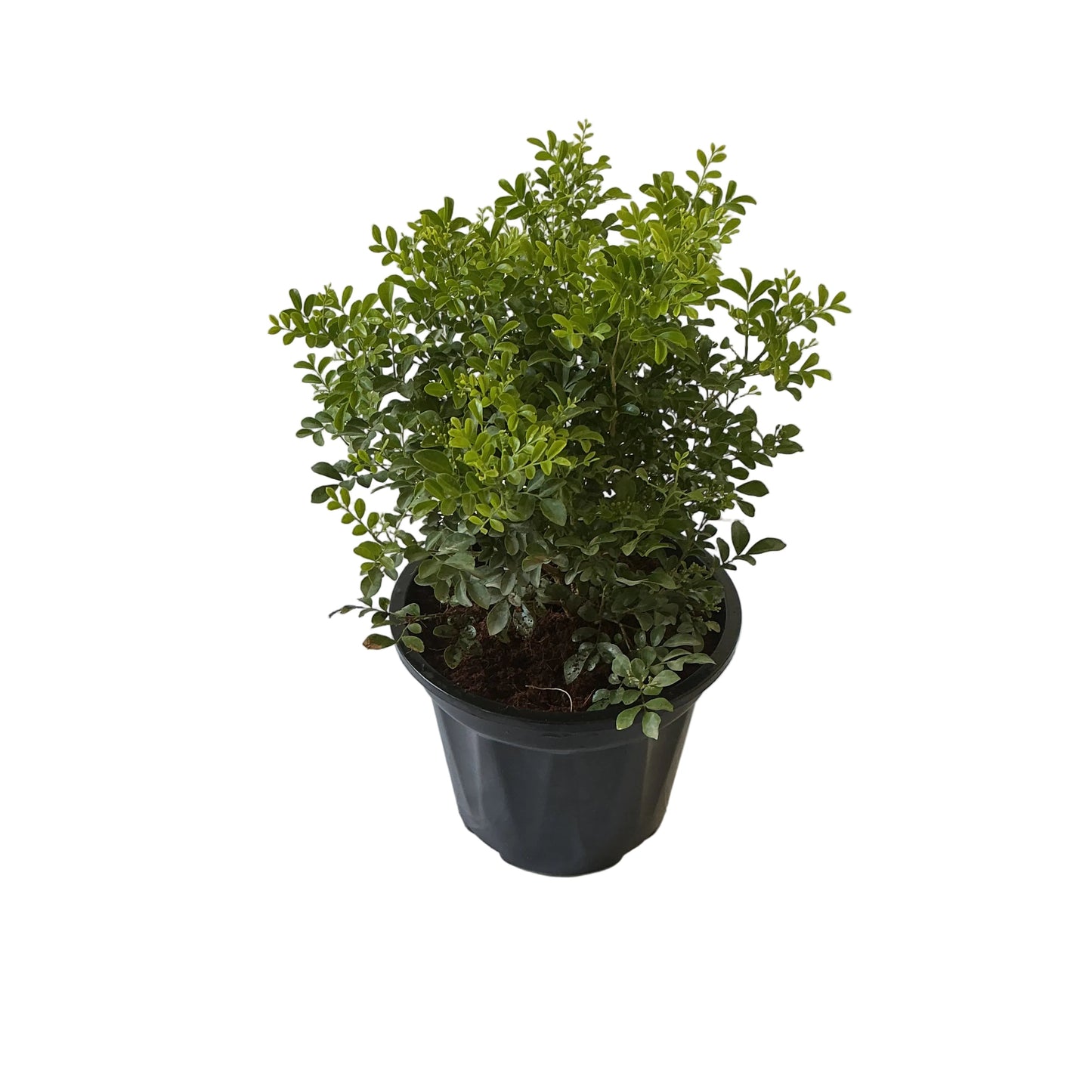 Madhu Kamini Dwarf In 8 Inch Black Nursery Pot