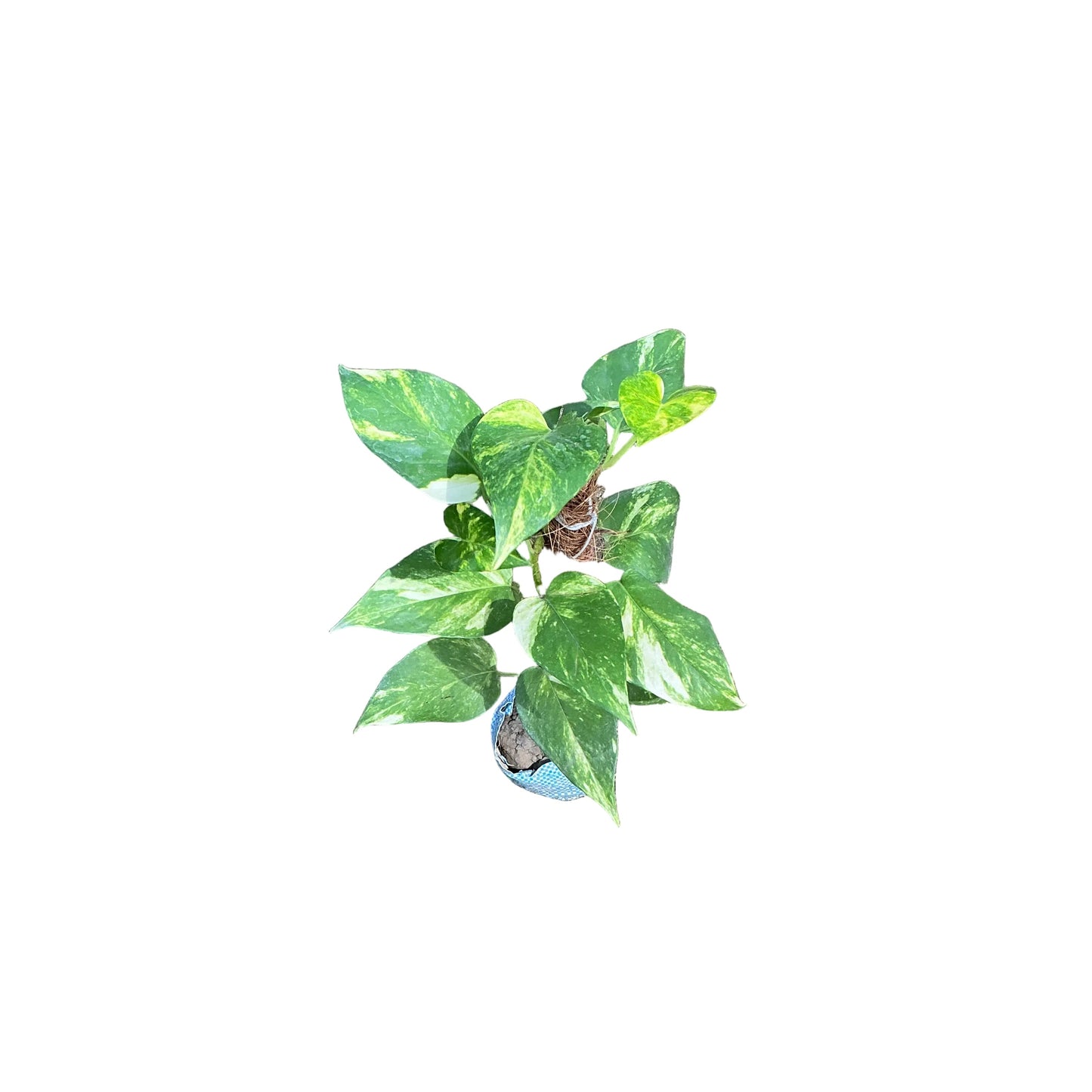 Money Plant With 1 Feet Mosstick In 4 Inch Bag