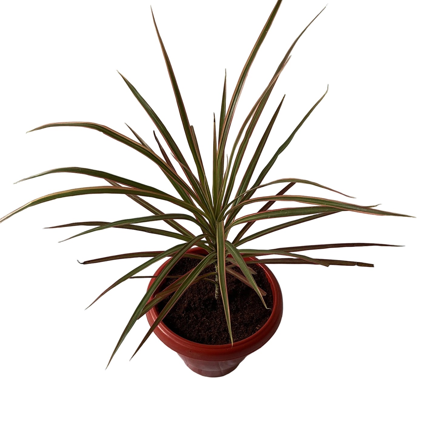Dracaena Chloroma Plant In 8 Inch Red Nursery Pot
