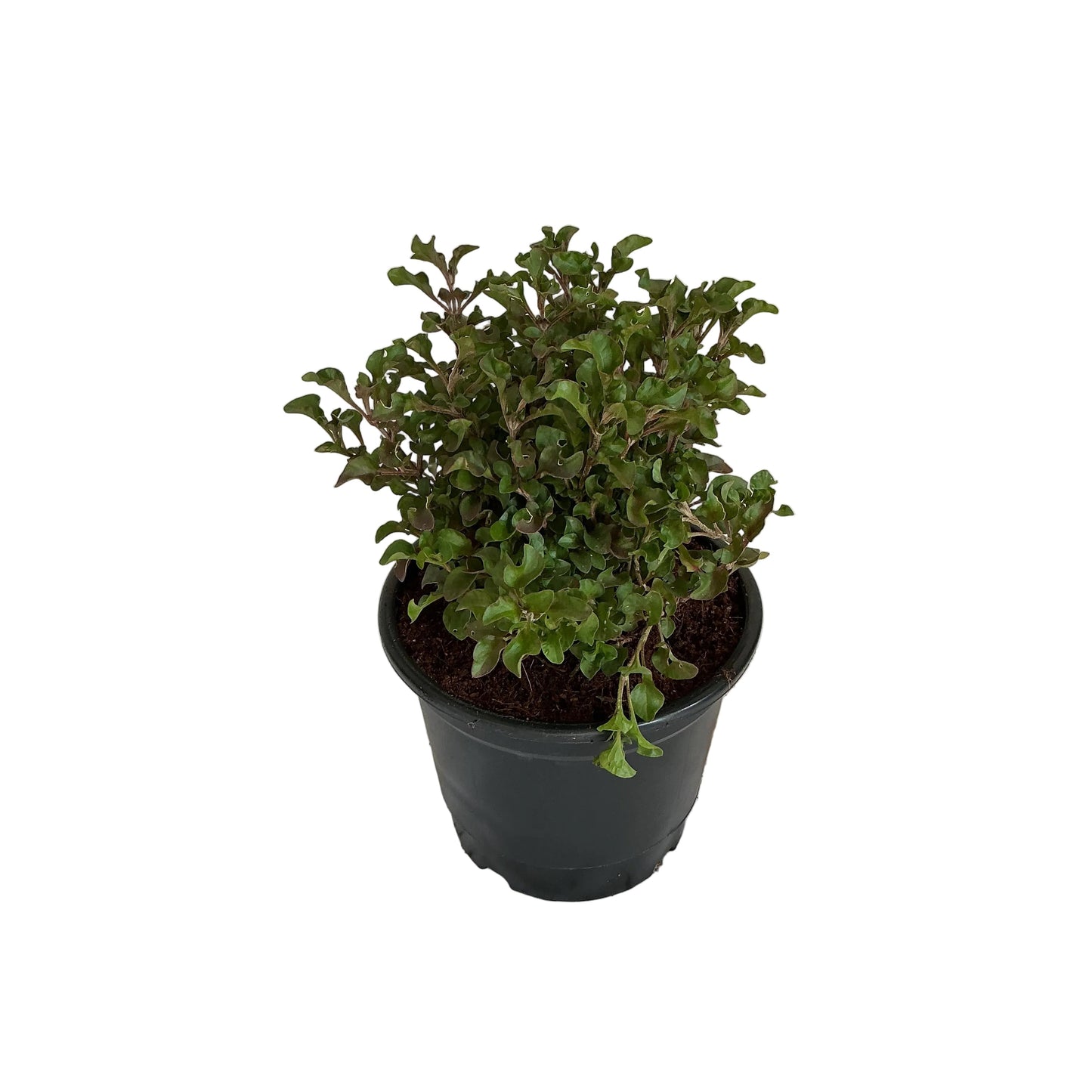 Lady Anthra plant in 6 inch black nursery pot