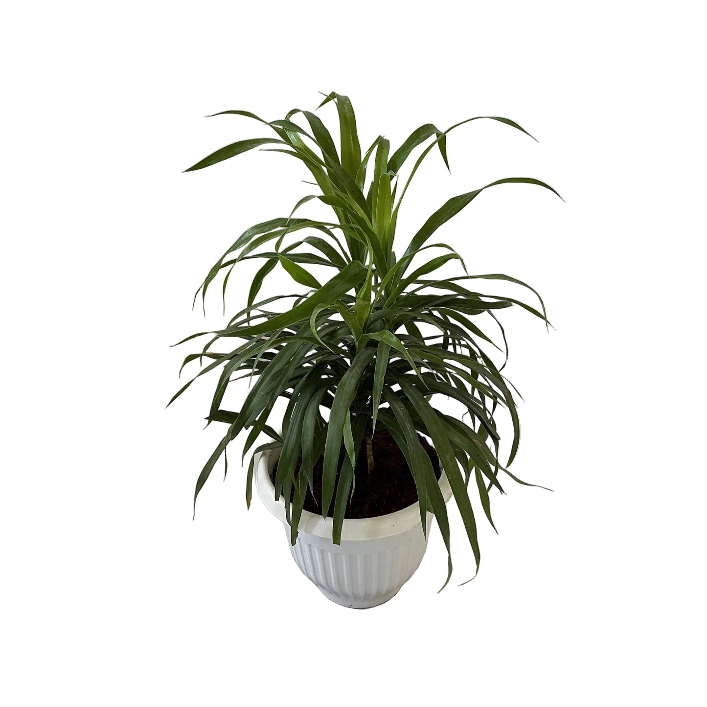 Dracaena Green Plant In 8 Inch White Olive Pot
