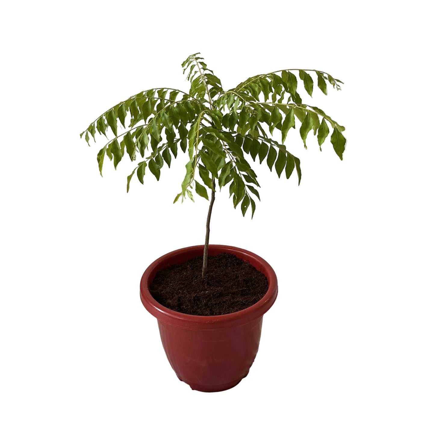Curry Patta Plant In 10 Inch Red Classic Pot