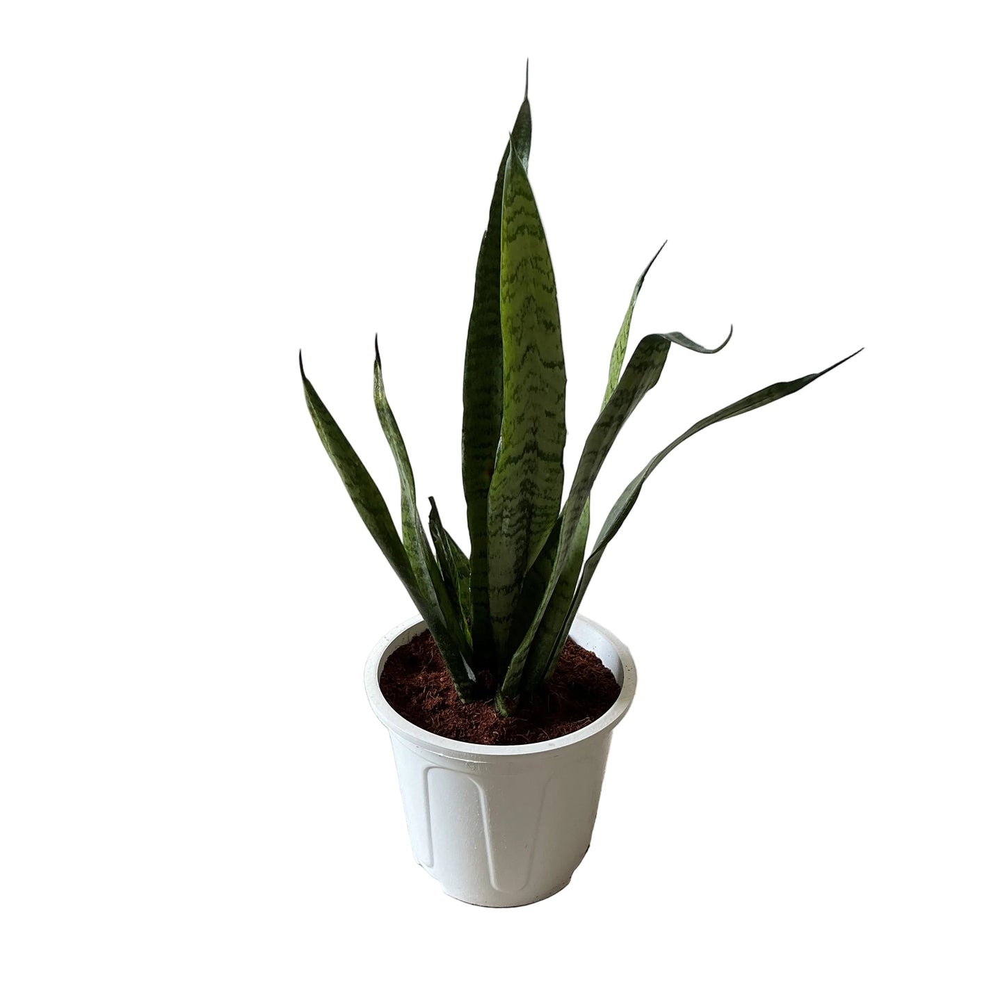 Snack Plant In 8 Inch White Nursery Pot