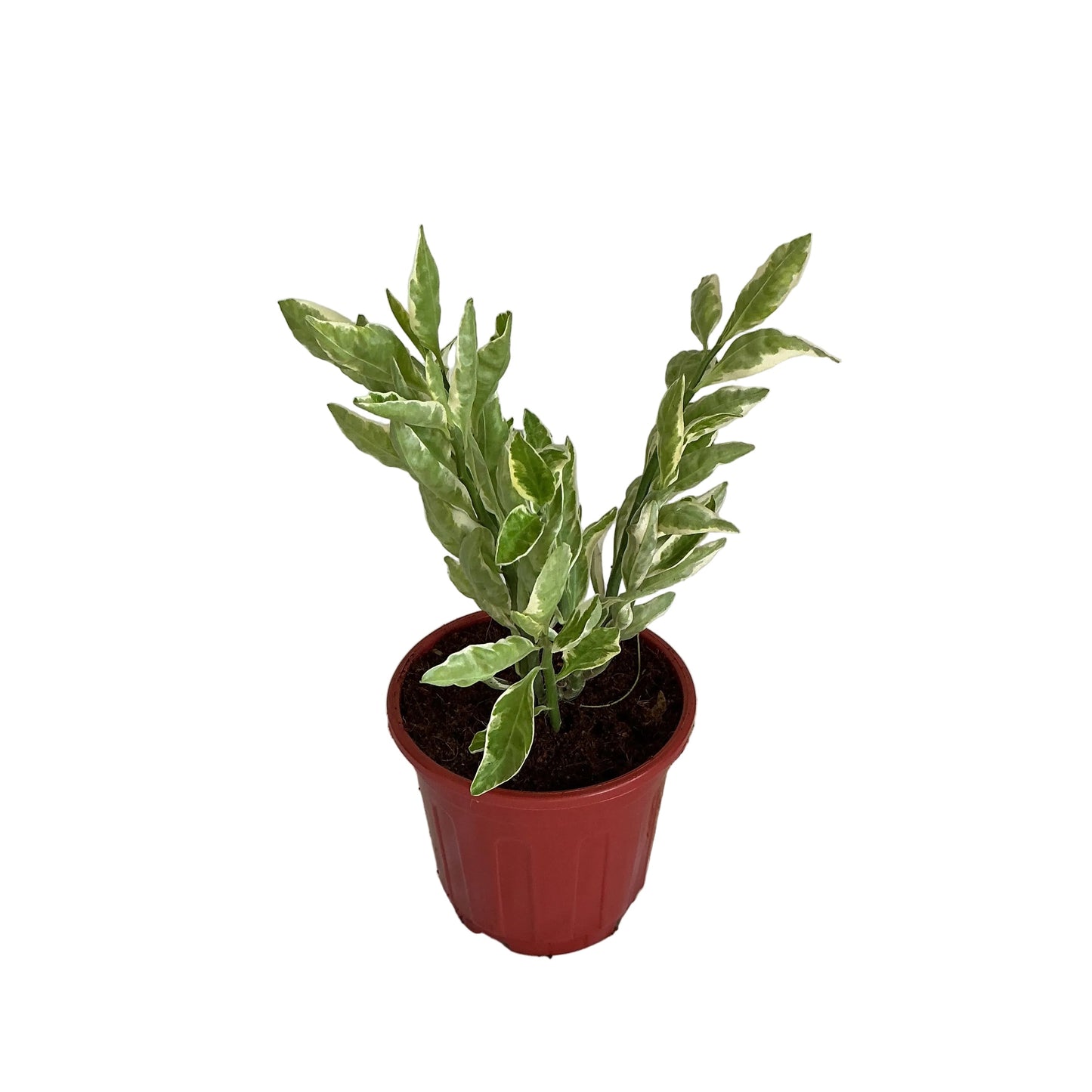 Pedilanthus Verigated Plant in 6 inch red nursery pot