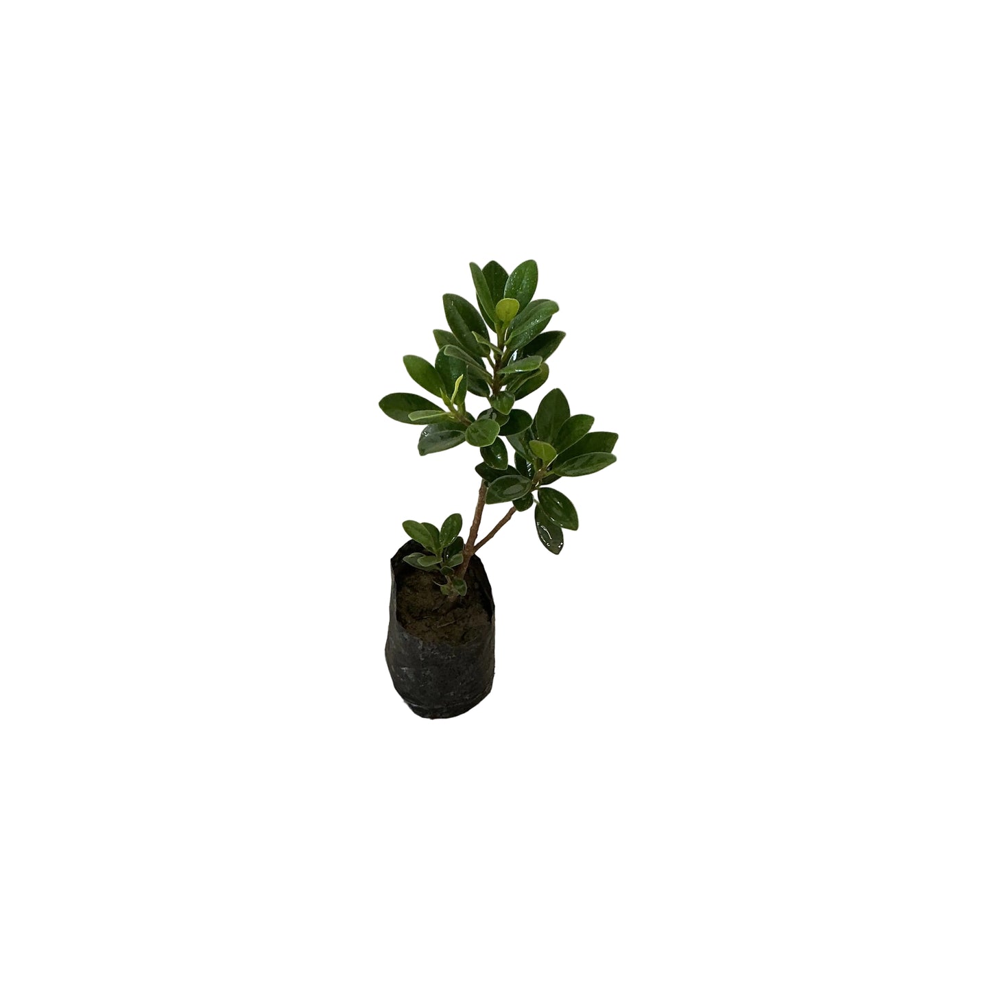 Ficus Long Iceland Plant In 4 Inch Poly Bag