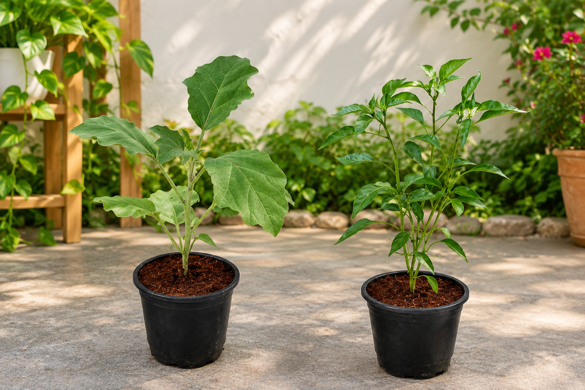 Set Of-2, Brinjal And Green Chilli/Mirchi Plant In 6 Inch Nursery Pot