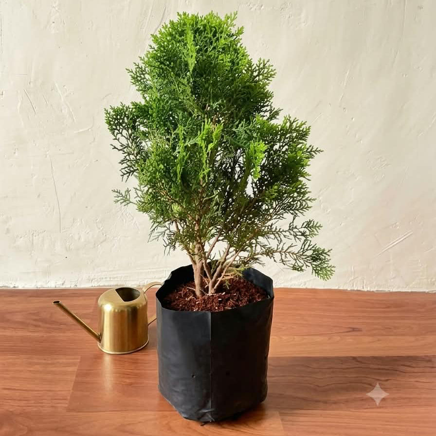 Morpankhi Plant In 10 Inch Poly Bag