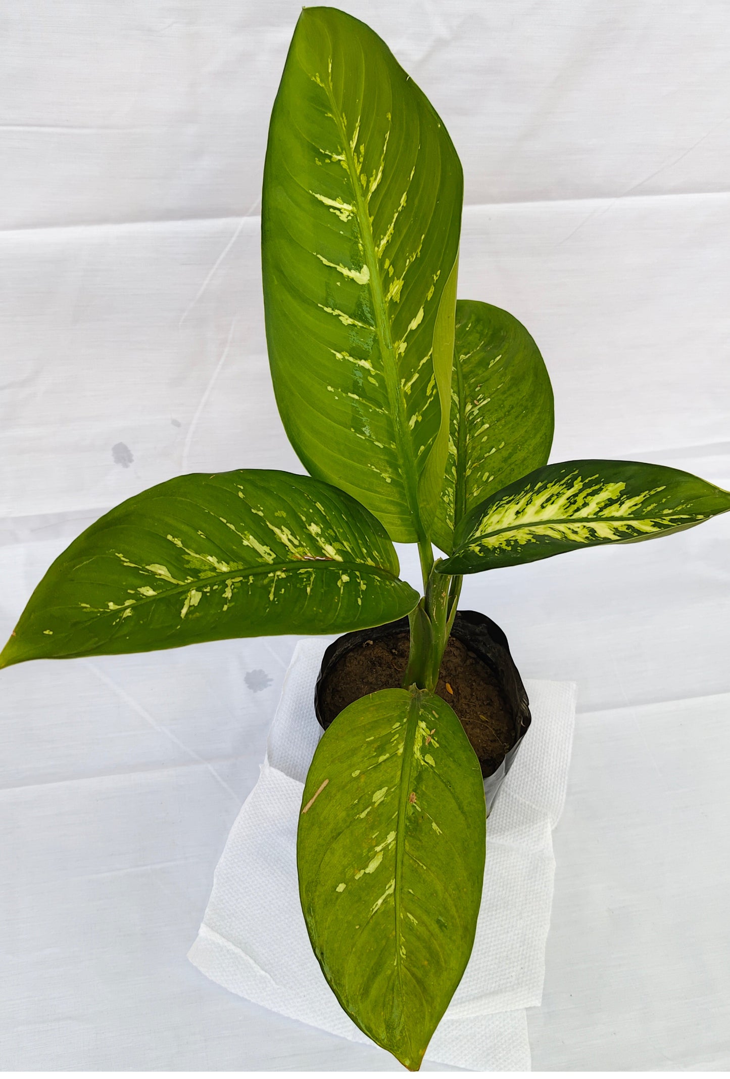 Dieffenbachia Plants