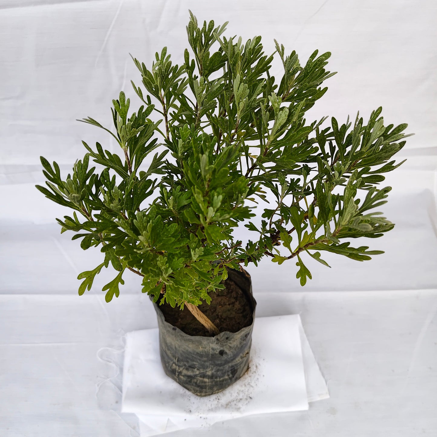 Lavender plant