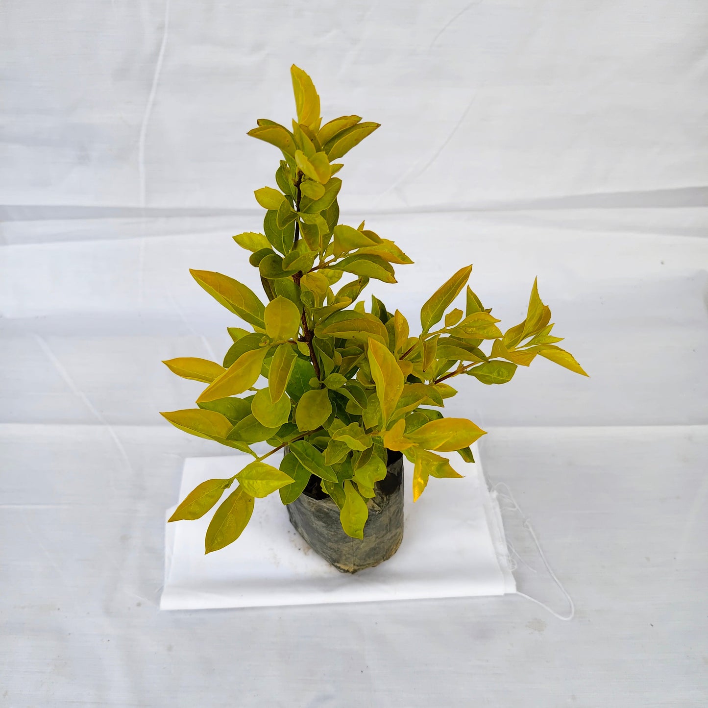 Golden Duranta plants