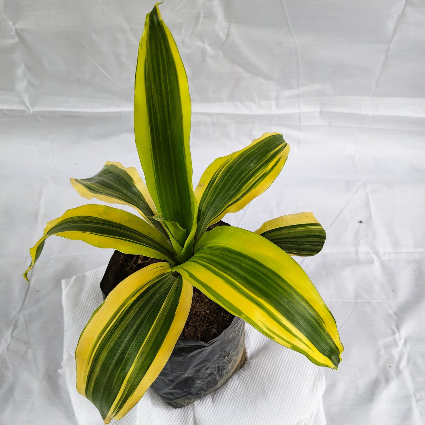 Dracaena Victory yellow indoor and outdoor plants in 7 inch nursery polybag