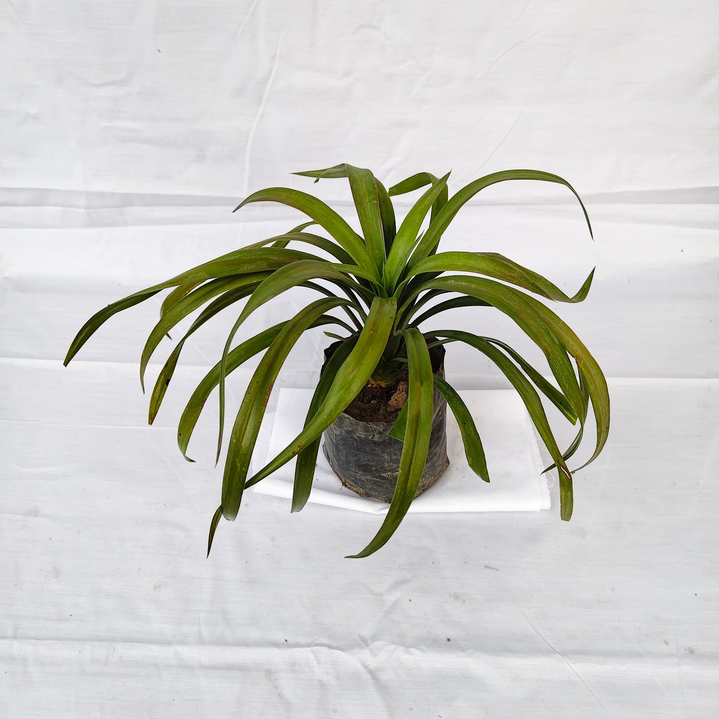 Yucca filamentosa outdoor plants with 4inch polybag
