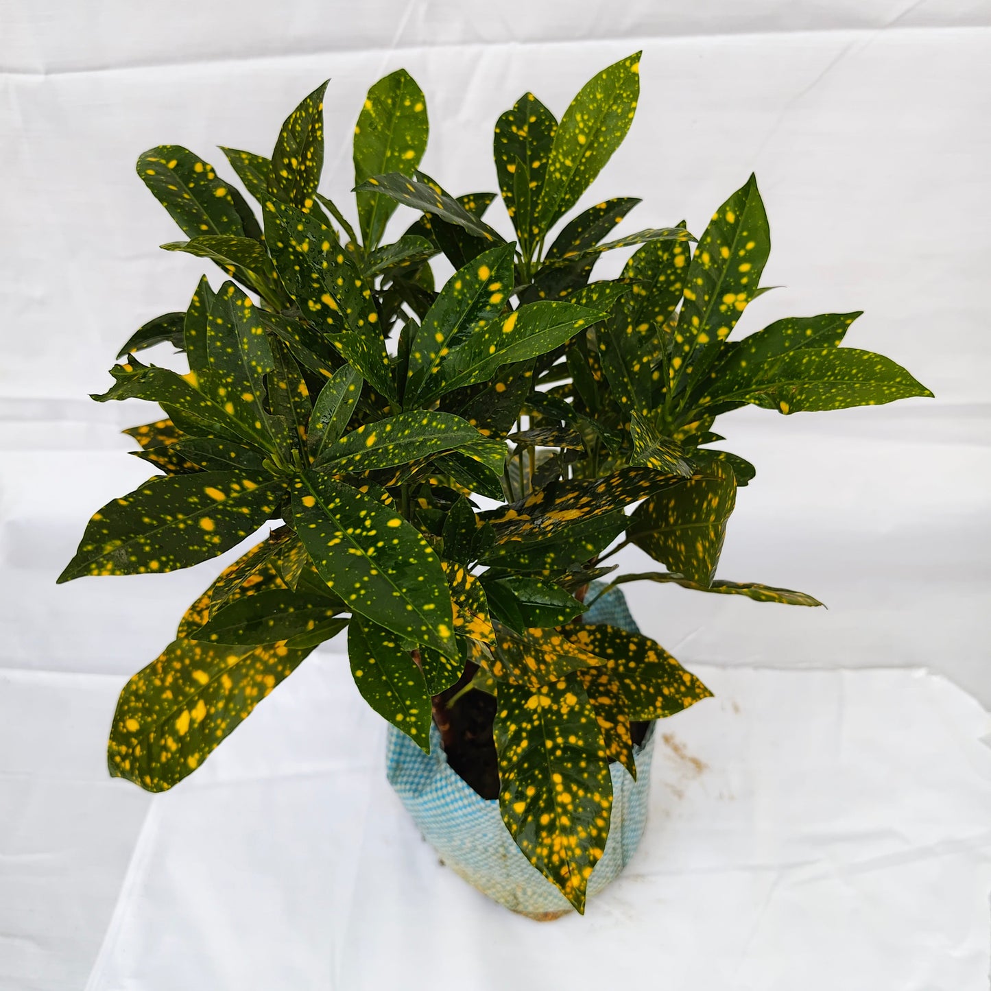 Baby Croton plants