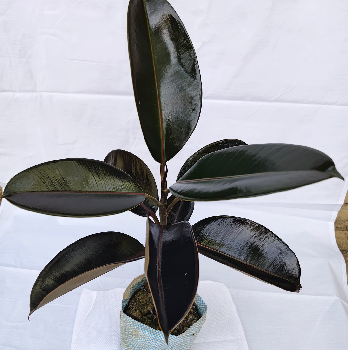 Rubber Plant Black
