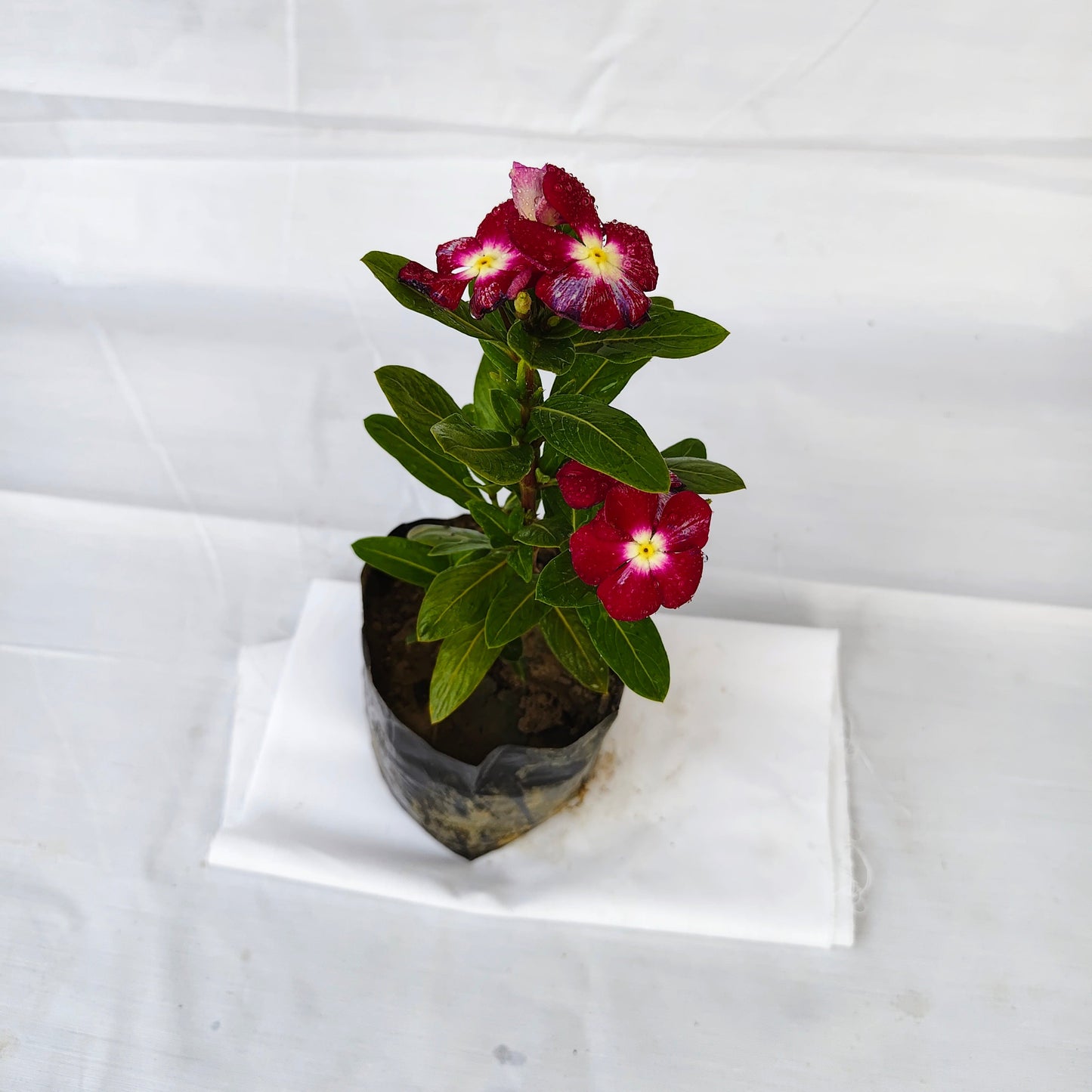 Sadabahar Dwarf Any colour Plant