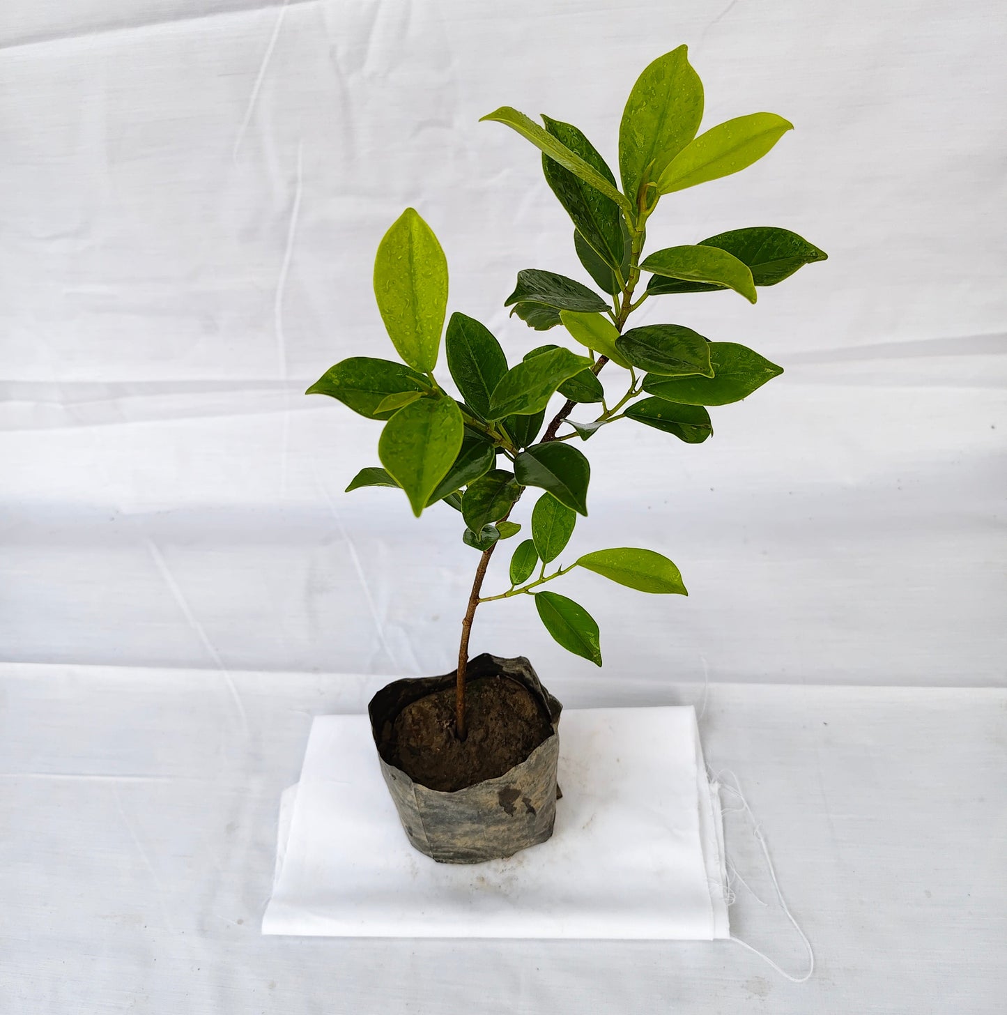 Ficus Panda Plant