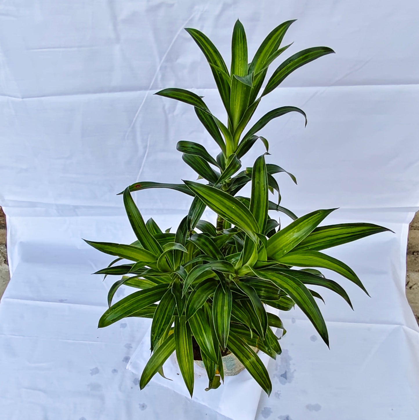 Dracaena Massenger plants