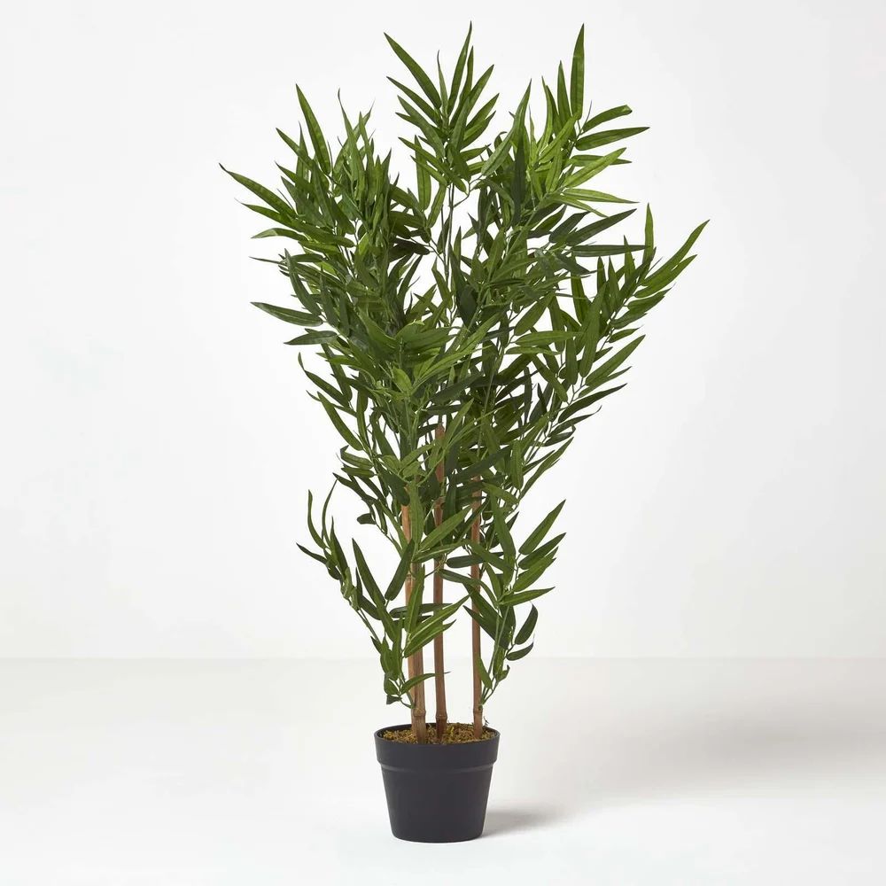 Outdoor plants