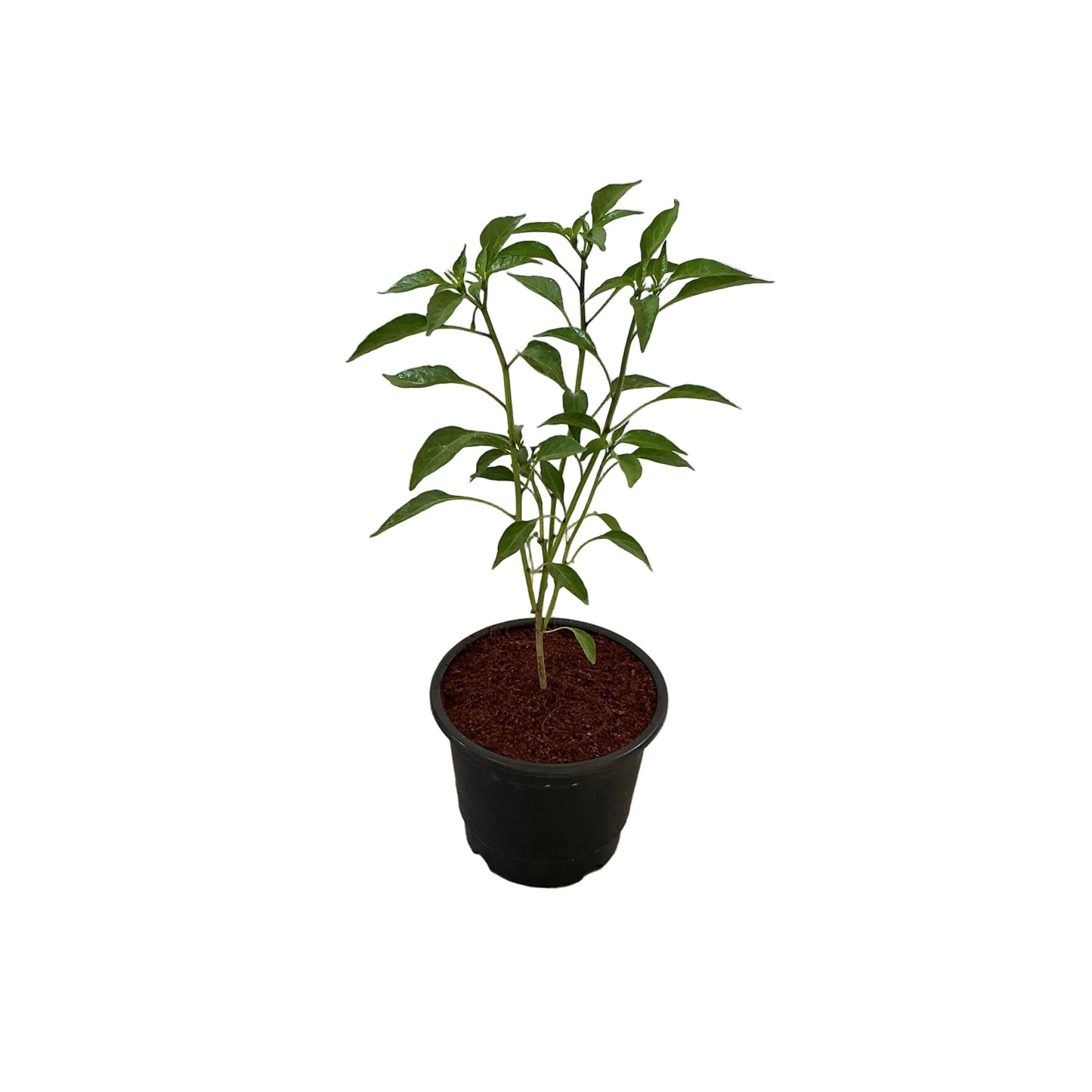 Green Chilli/Mirchi Plant In 6 Inch Nursery Pot