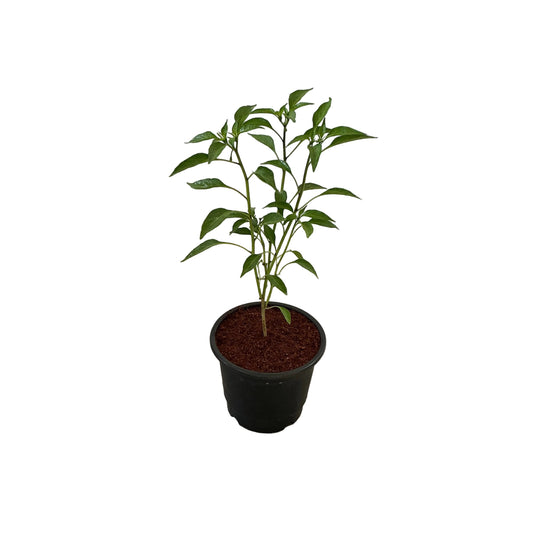 Green Chilli/Mirchi Plant In 6 Inch Nursery Pot