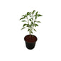 Green Chilli/Mirchi Plant In 6 Inch Nursery Pot