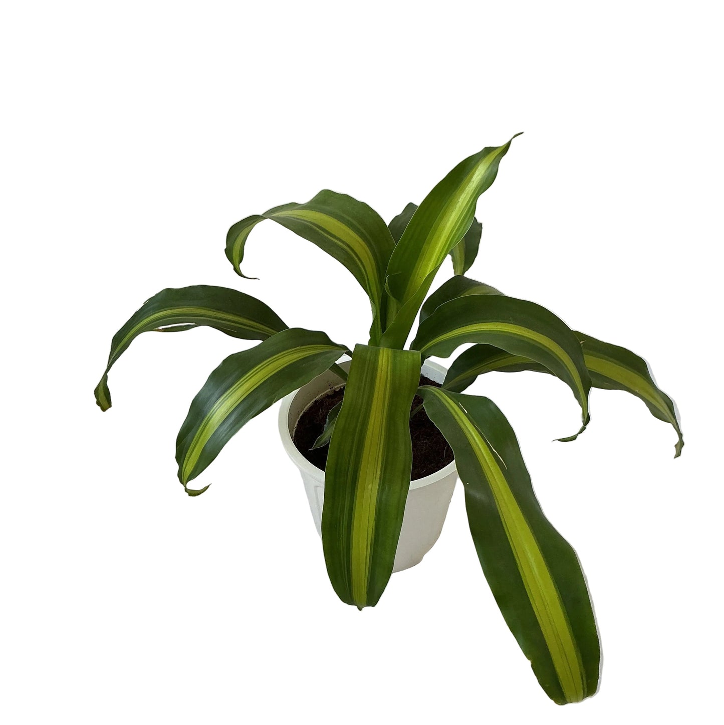 Messenger Victory (Dracaena Fragrance) Plant In 8 Inch White Olive Pot