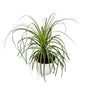 Lovelina Palm (ponytail palm) in 10 inch white classic pot.