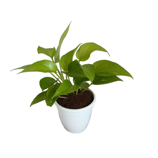 Golden Money plants in 5 inch white classic pot