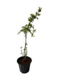 Anar Fruit Plant In 8 Inch Black Nursery Pot